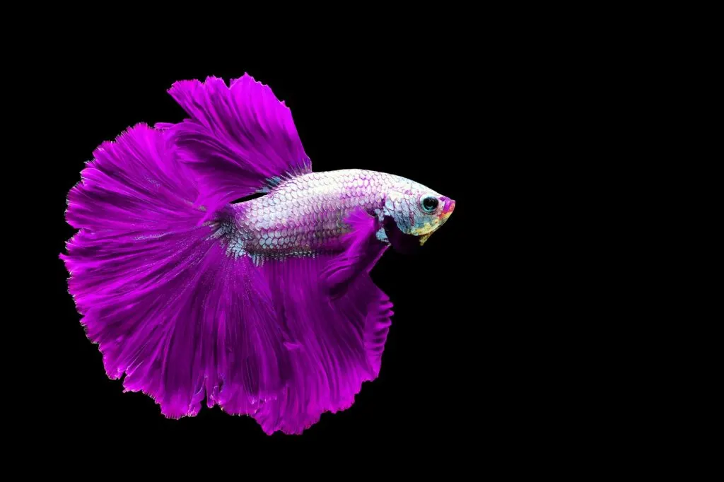 Purple betta fish