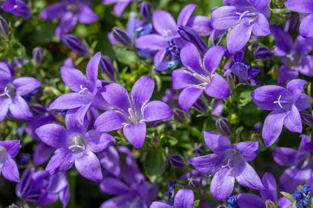 Purple campanula bellflowers