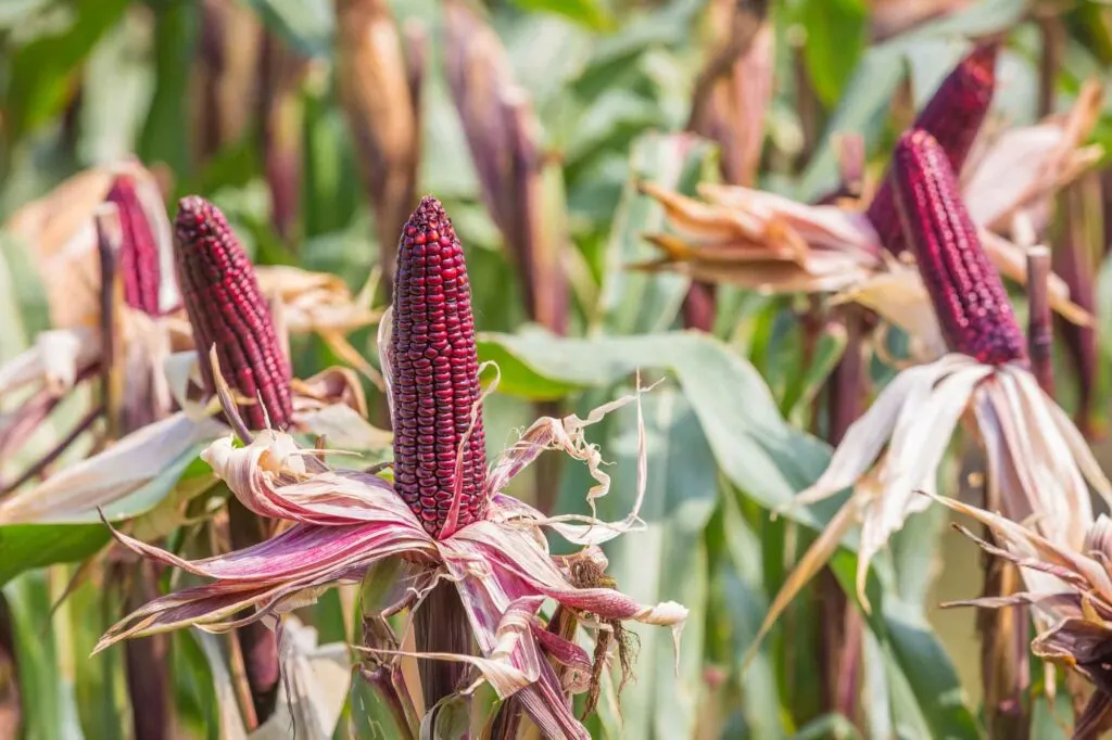 Purple corns