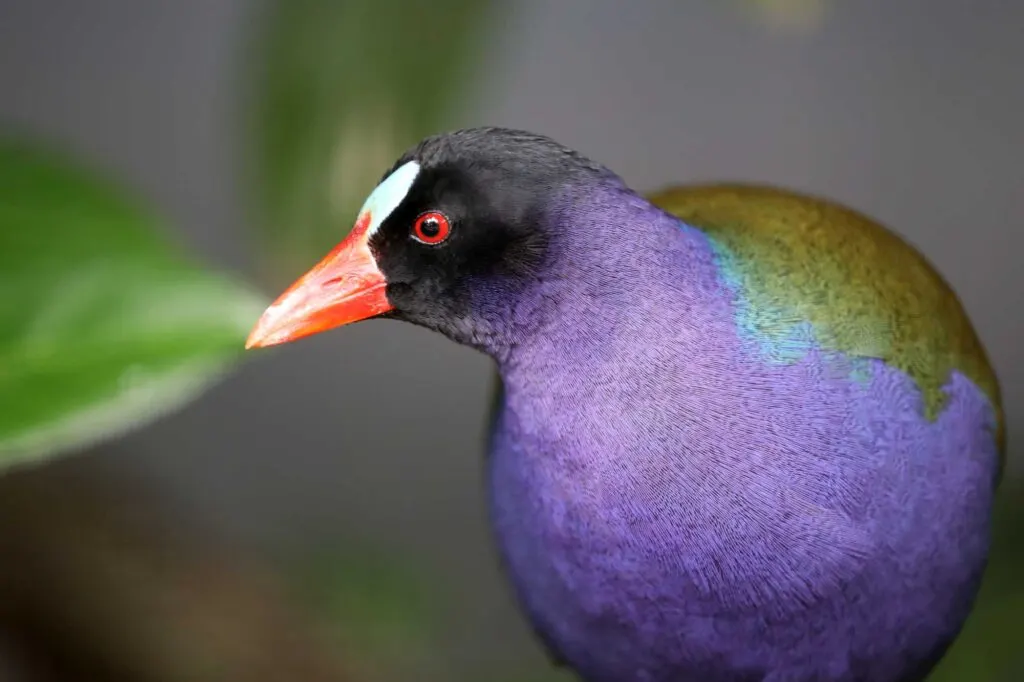 Purple Gallinule Bird