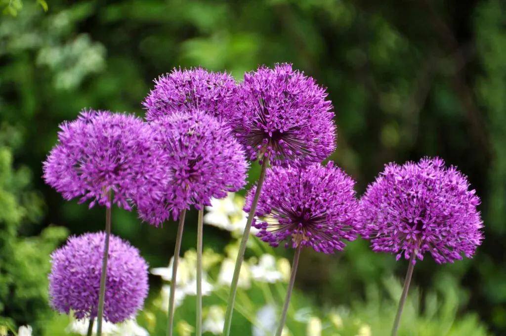 Purple Giant Onion flowers