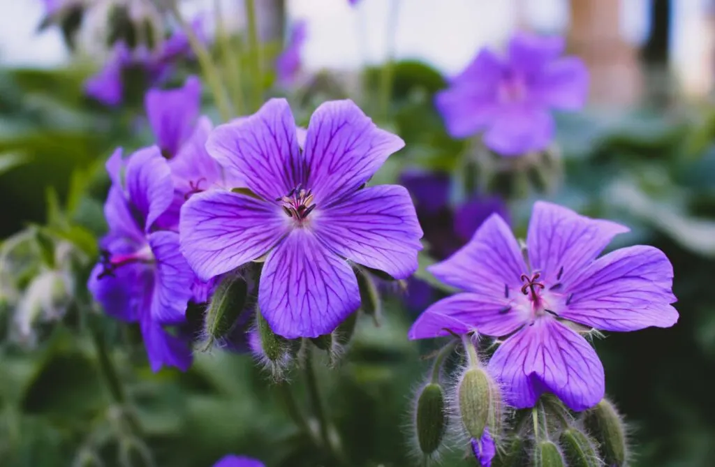 Purple Geranium flowers