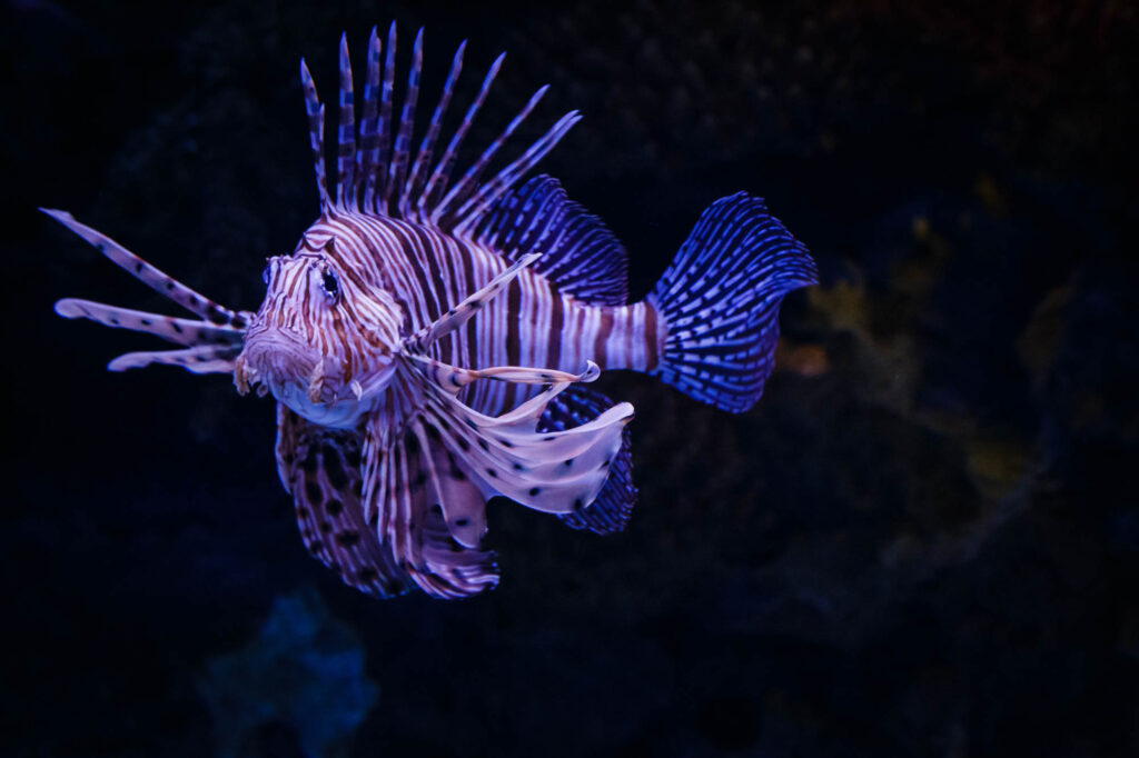 Purple lionfish