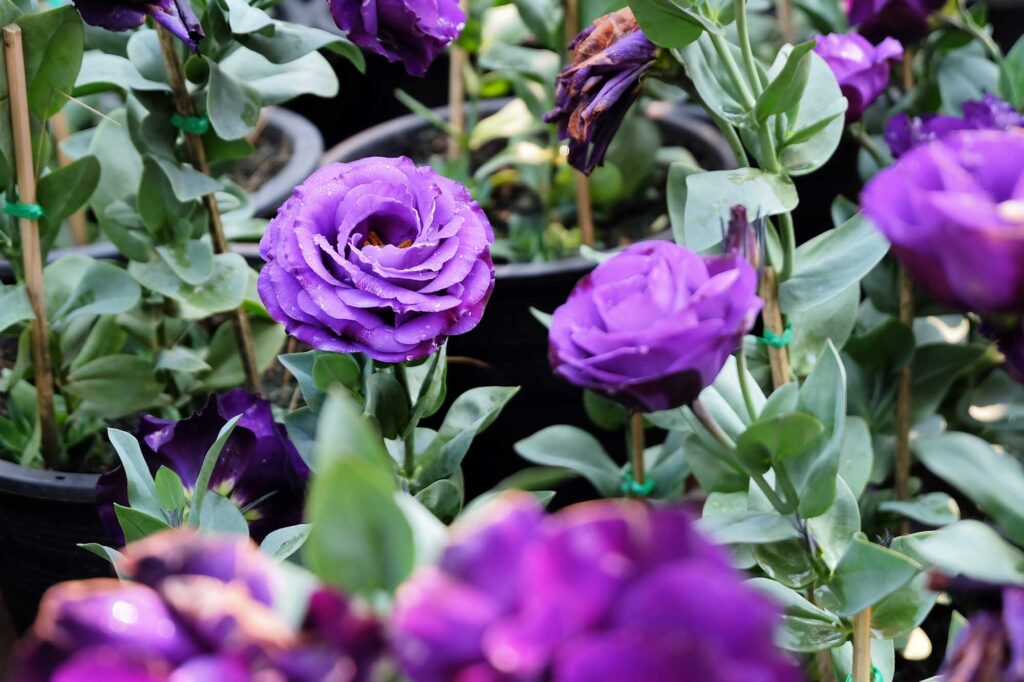 Purple Lisianthus flowers