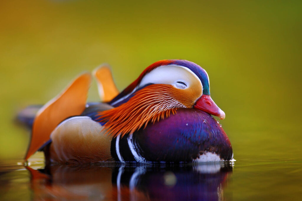 Purple and orange Mandarin duck