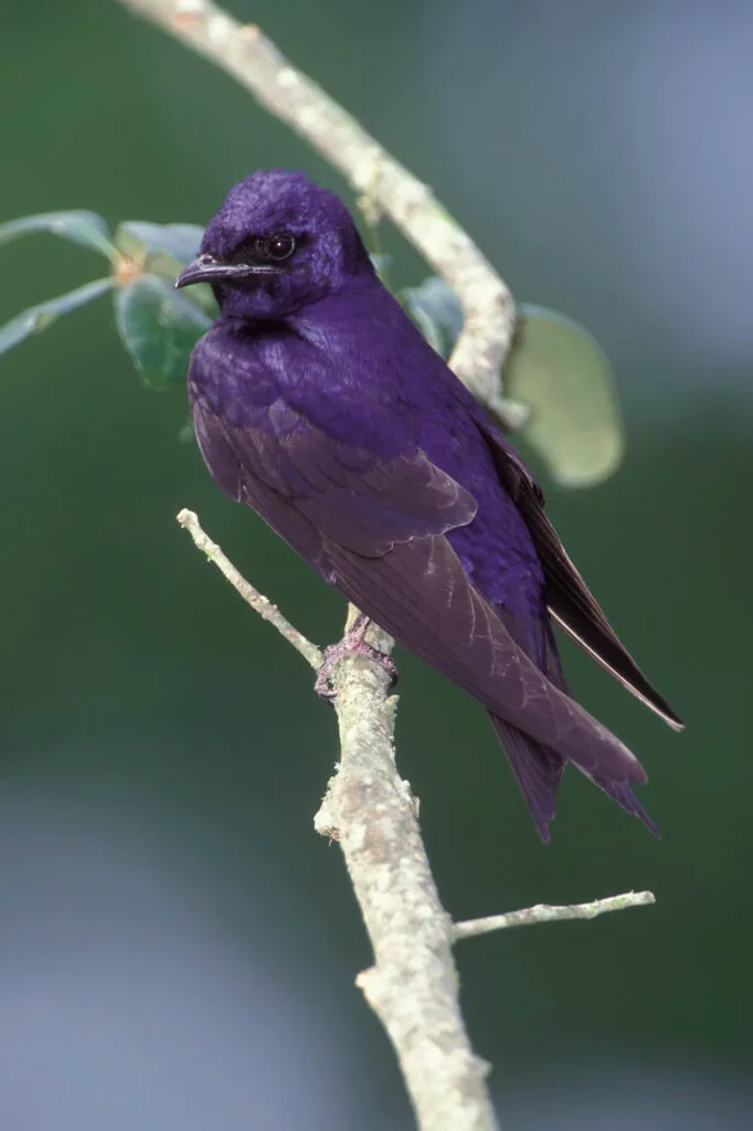 Purple Martin bird