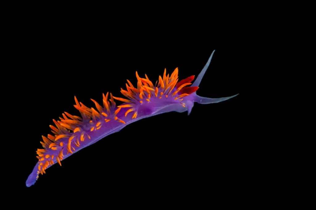 Purple and orange nudibranch