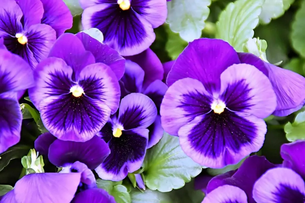 Purple Pansy flowers