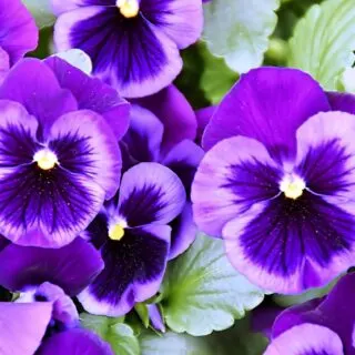 Purple Pansy flowers