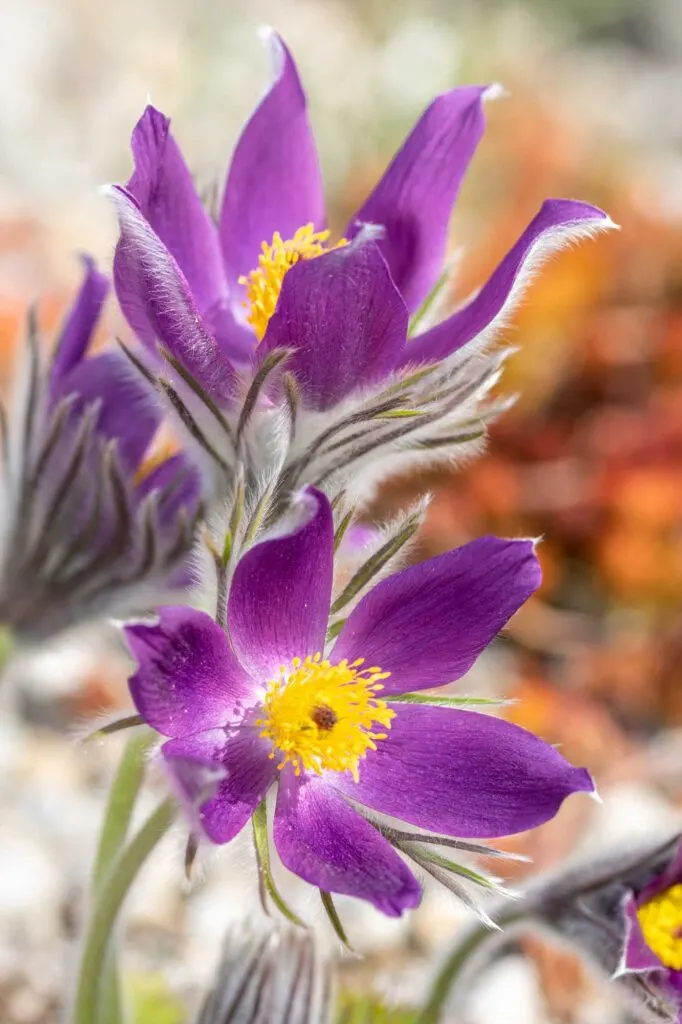 Purple pasque flowers
