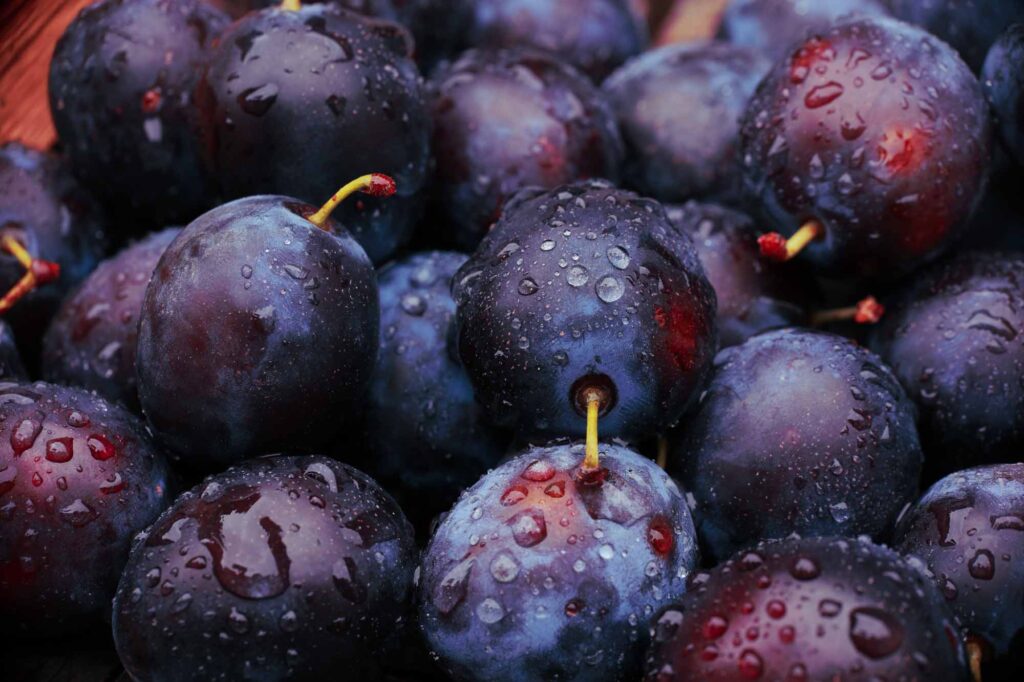 Purple plum fruit