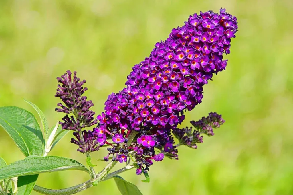 Purple Butterfly bush flower