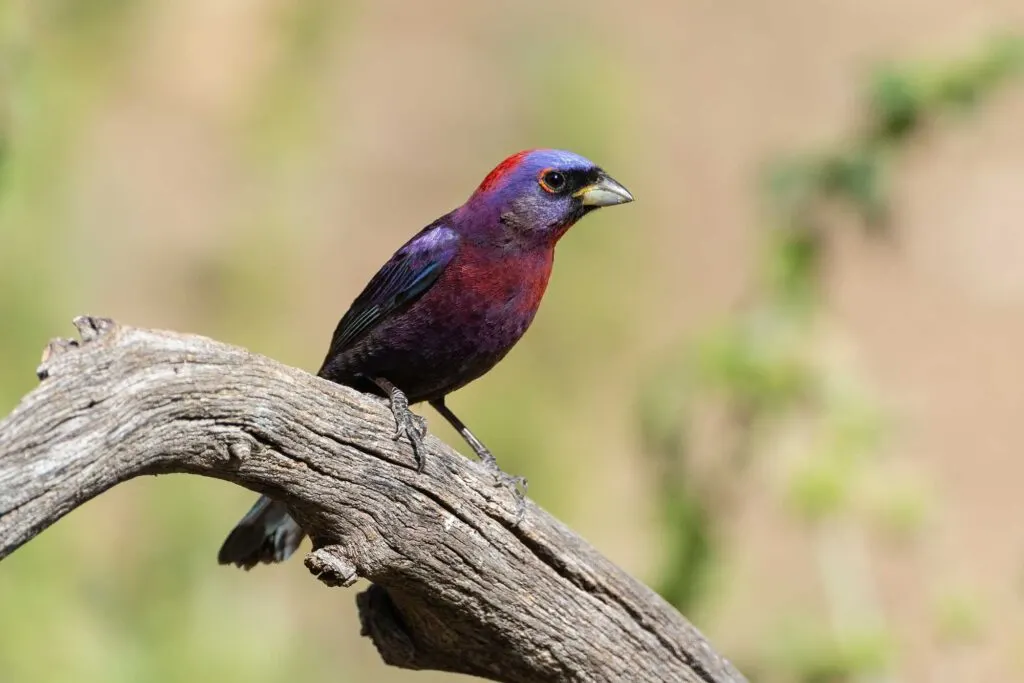 Purple varied bunting bird