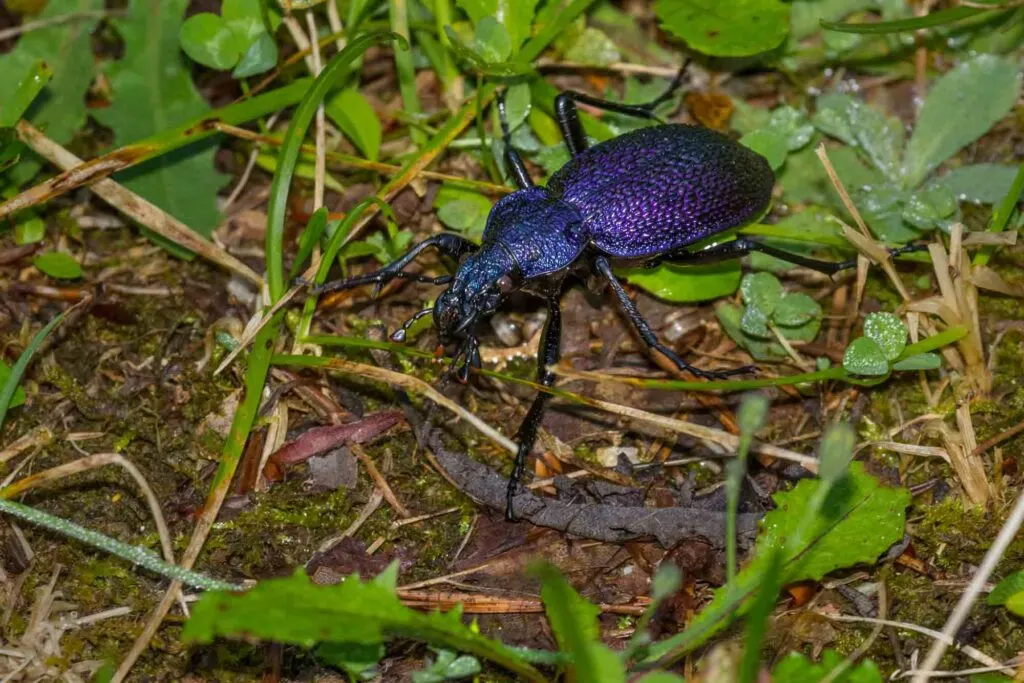 Purple violet ground beetle