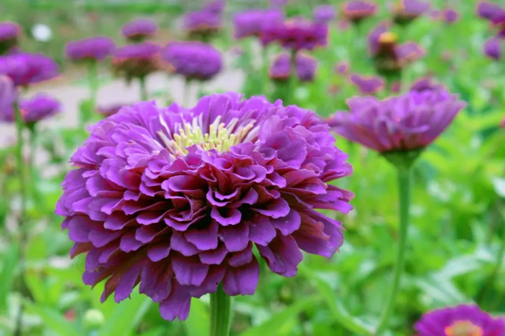 Purple Zinnia flowers