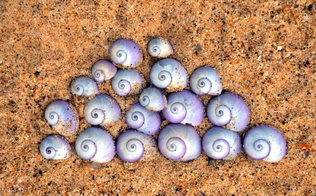 Purple sea snail called janthina janthina