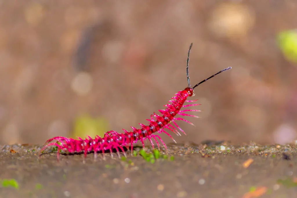 Pink millipede
