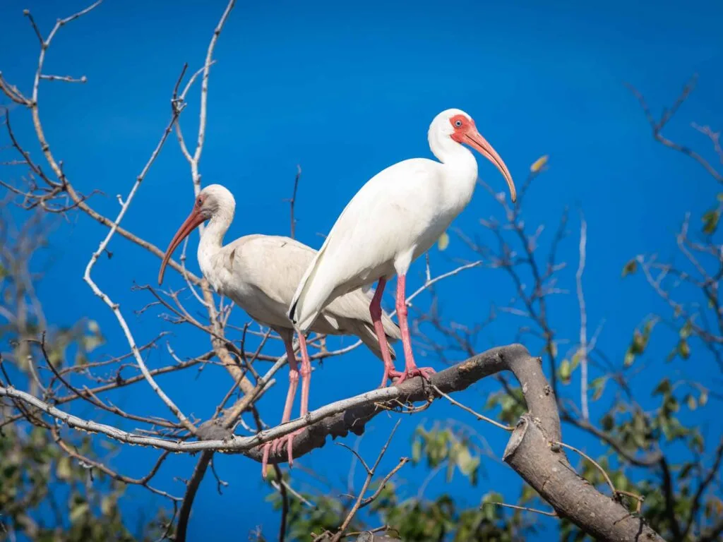 White ibises on tree