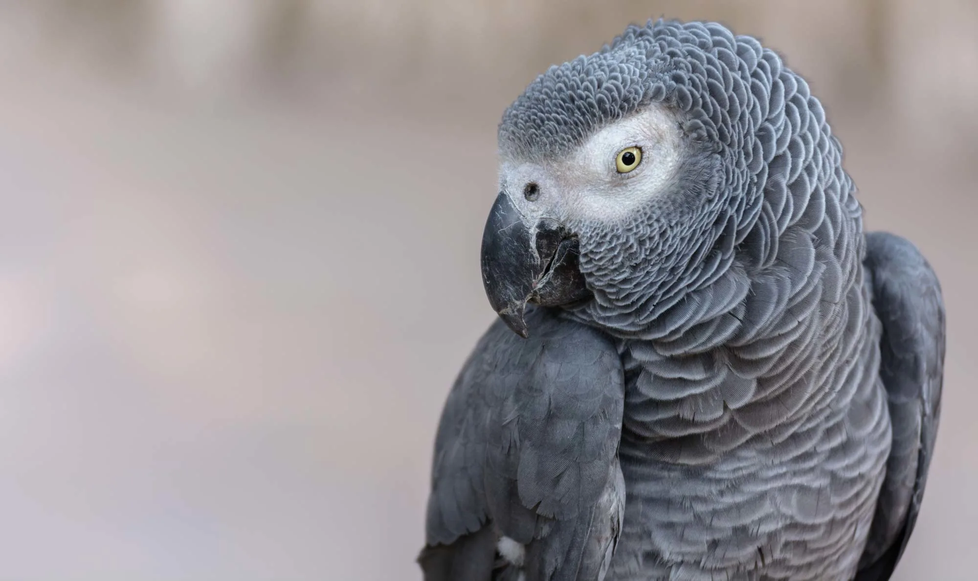 African Gray parrot