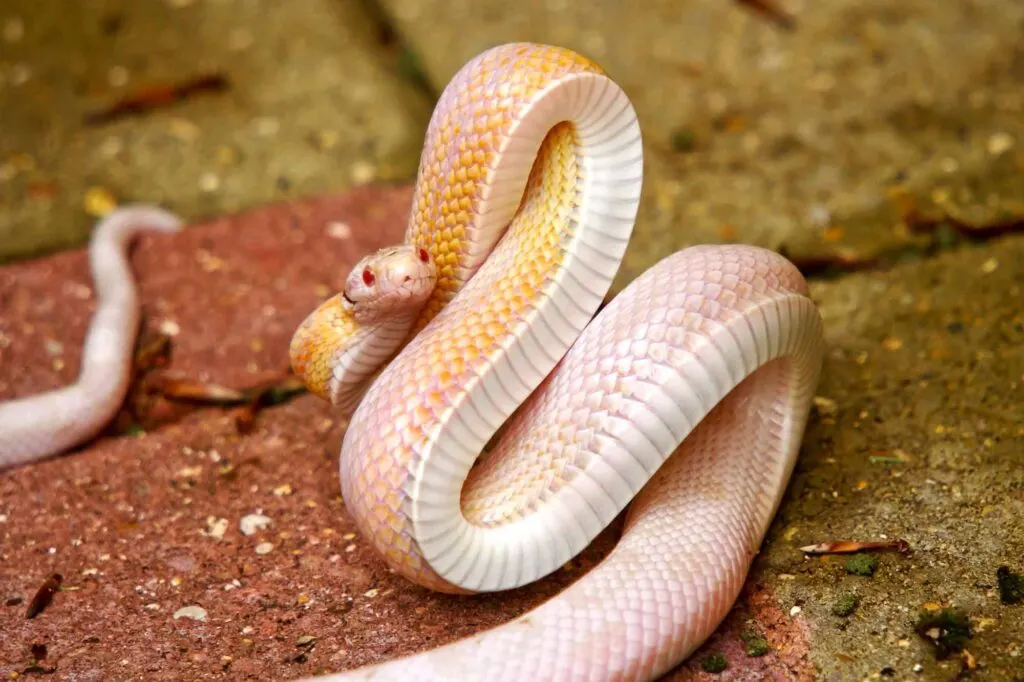 Pink Albino snake