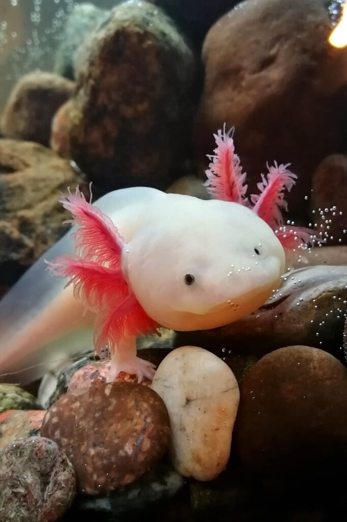 Pink axototl, the Mexican walking fish