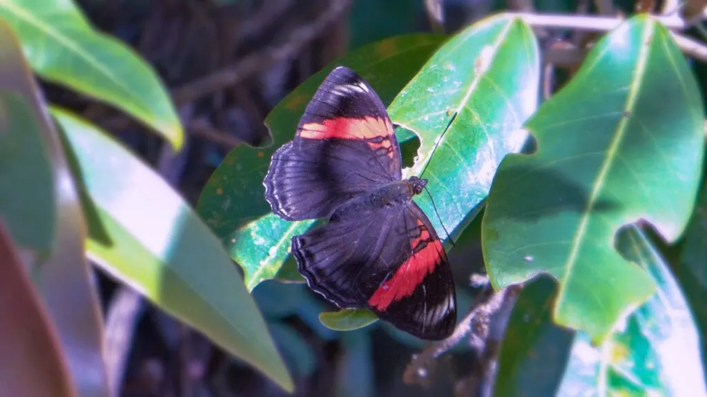 Pink banded sister butterfly
