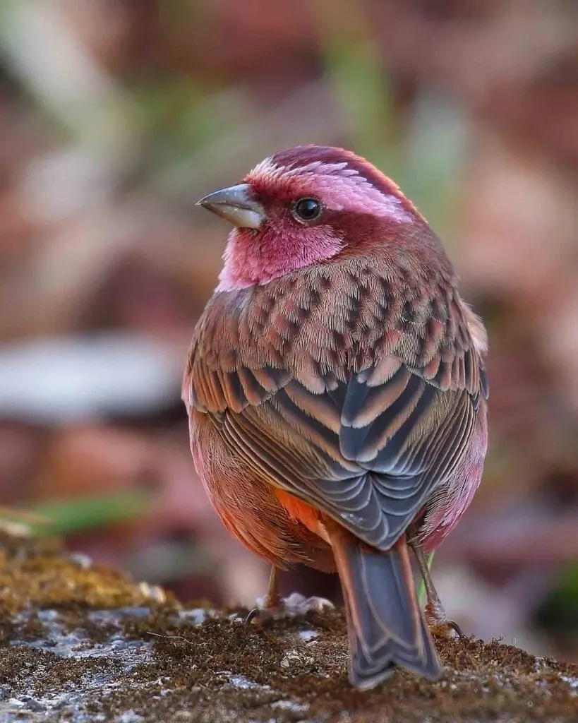 Pink browed rosefinch bird