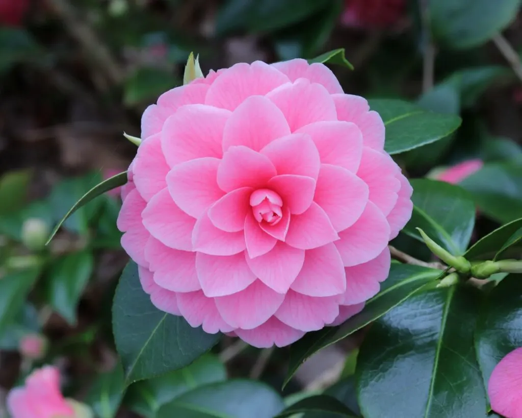 Pink camelia flower