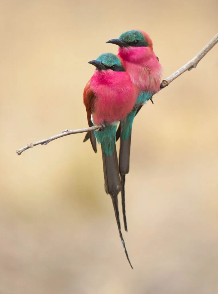 Pink carmine bee eater bird