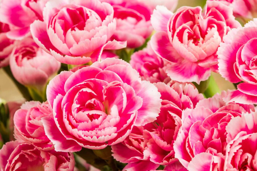 Pink carnation flowers