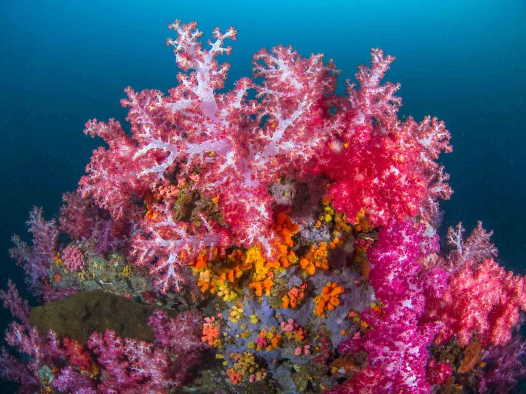 Pink carnation tree corals