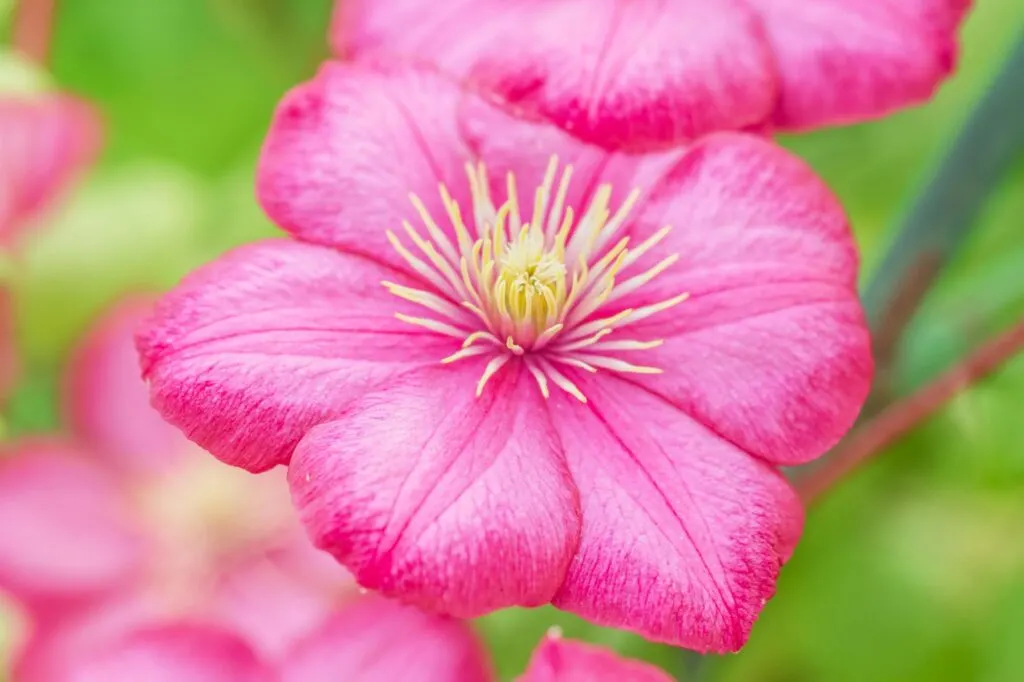 Pink clematis flowers