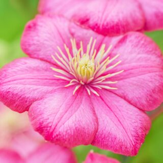 Pink clematis flowers