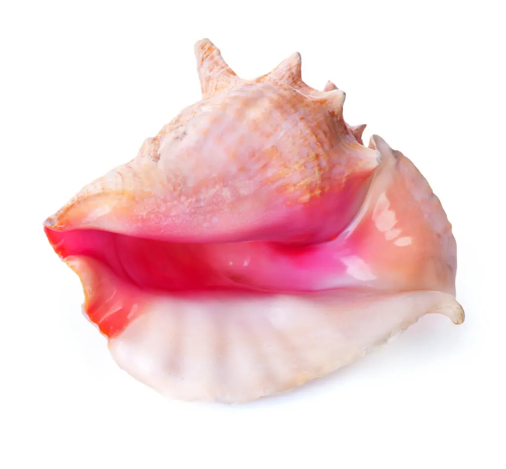 Pink conch shell