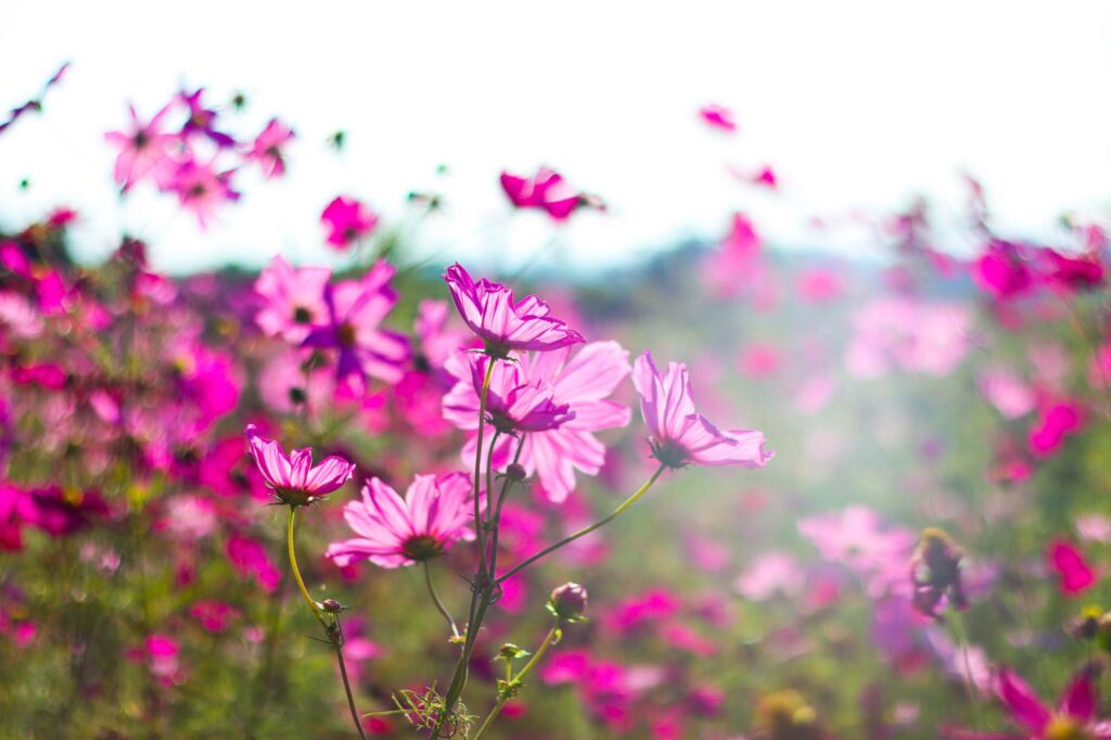 Pink cosmos flowers