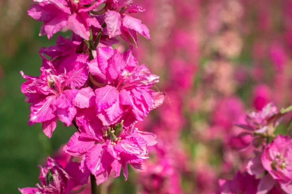 Pink delphinium flowers