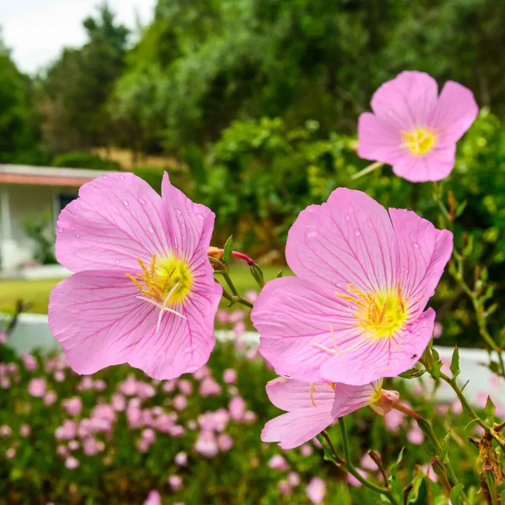 Pink evening primrose flowers