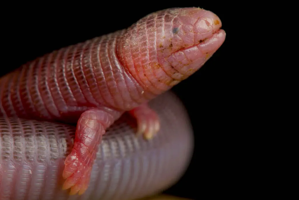 Pink four-toed worm lizard
