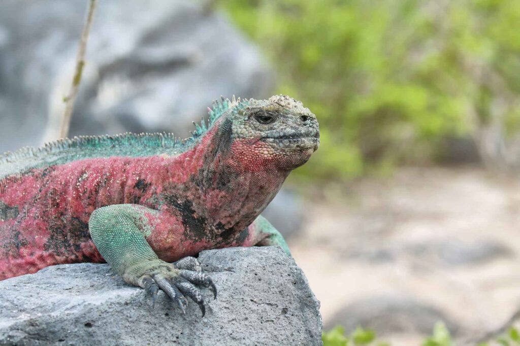 Pink Galapagos marine iguana