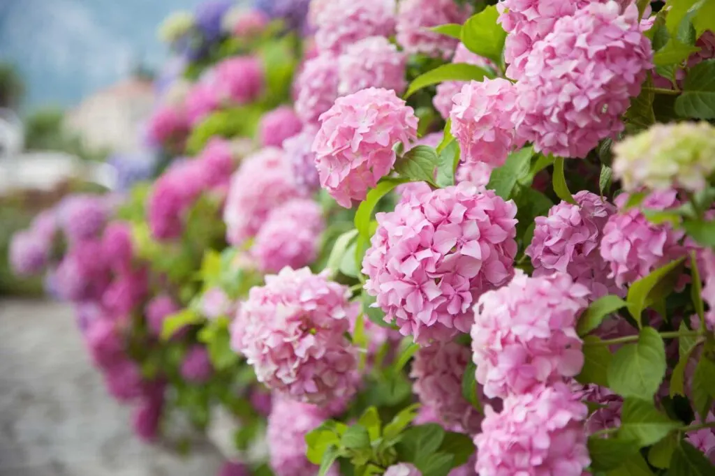 Pink hydrangea flowers