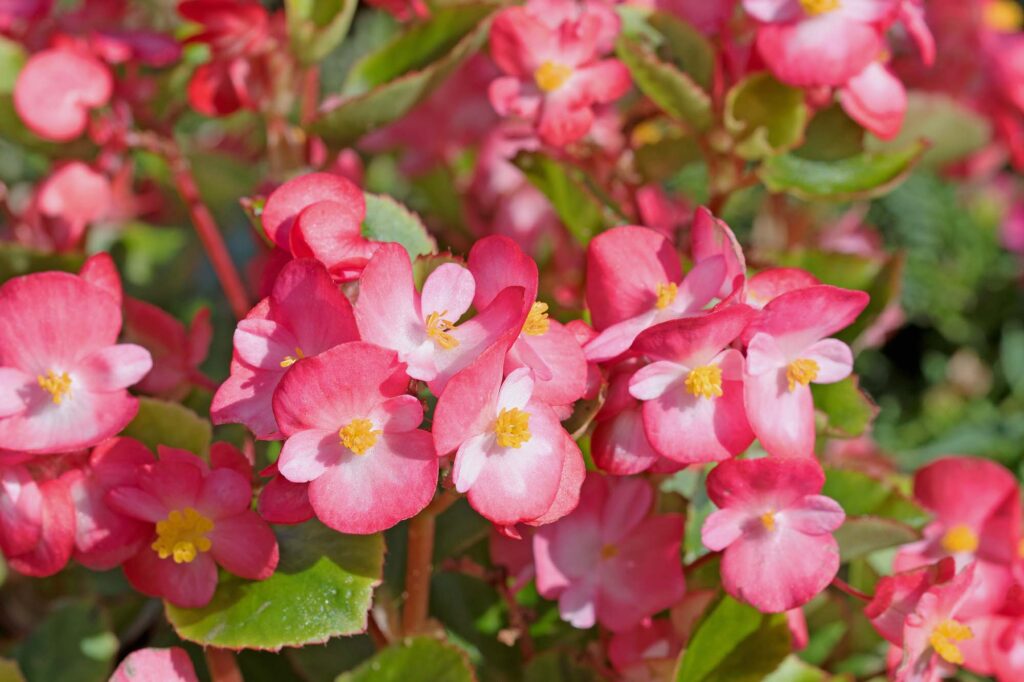 Pink ice begonia flowers