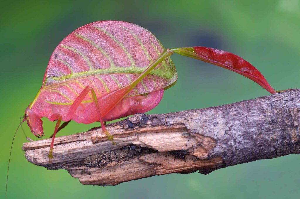 Pink katydid of sabah