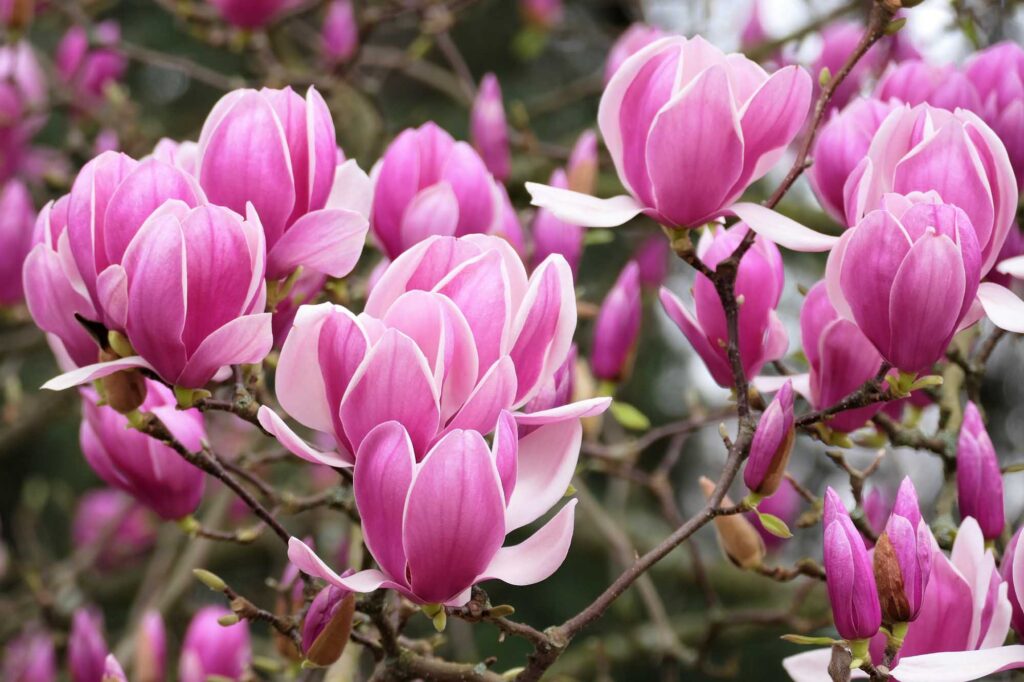 Pink Magnolia Flowers