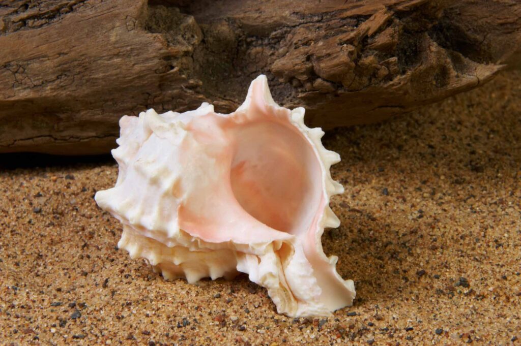 Pink murex seashell