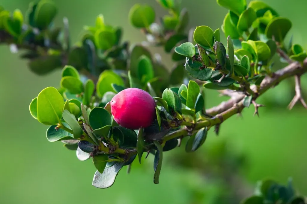 Pink natal plum