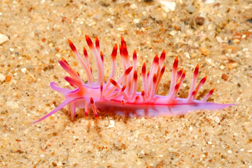 Pink nudibranch