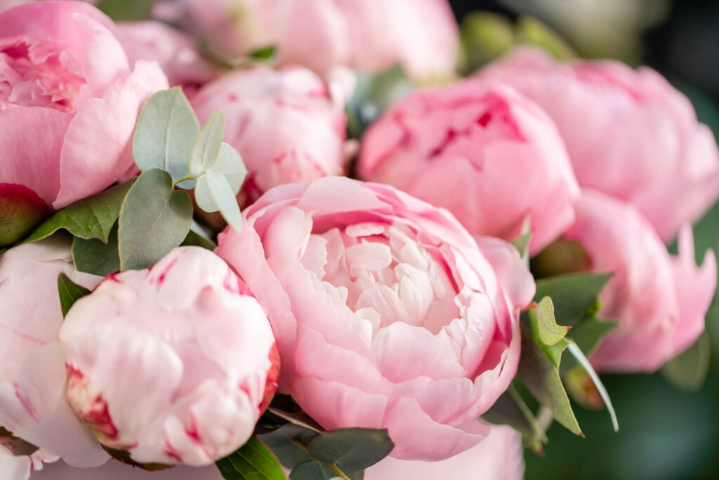 Pink Peony flowers