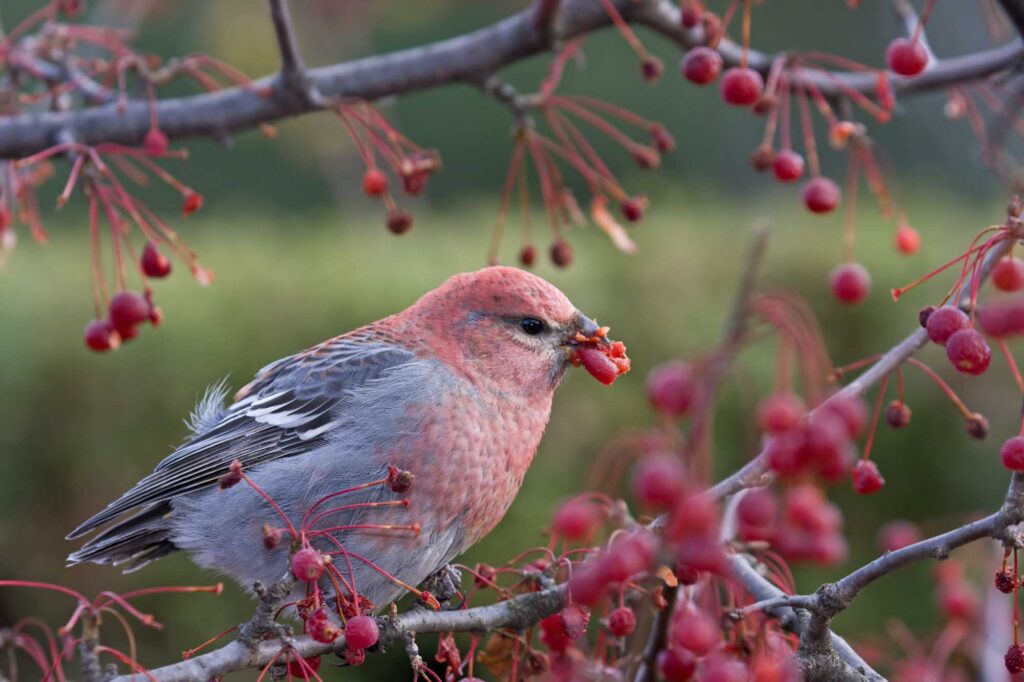 Pink pine grosbeak bird