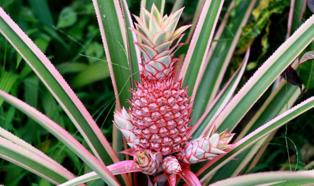 Pink pineapple