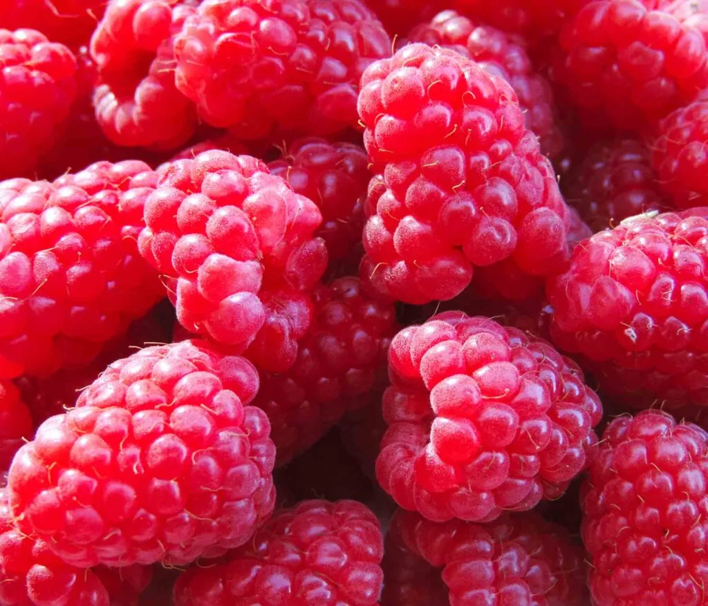 Pink raspberries